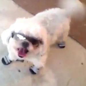 Meet your Posher, Albert